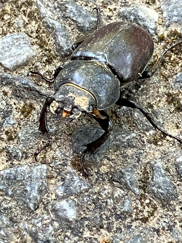 European Stag Beetle