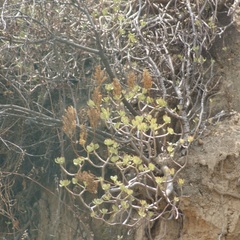 Sedum dendroideum