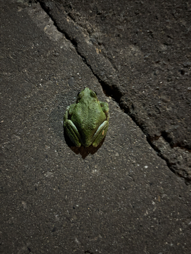 Eastern Japanese Tree Frog