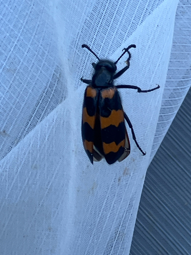 Mylabris variabilis