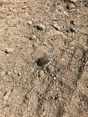 Paracotalpa granicollis