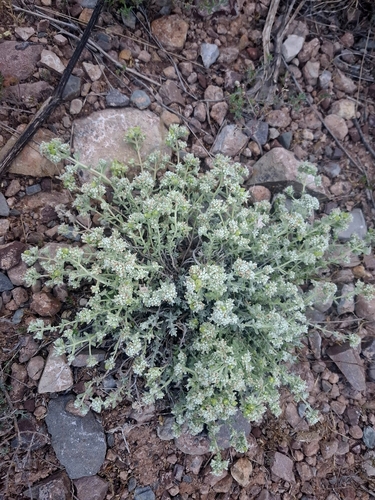 Felty Germander