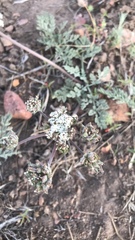 Lomatium nevadense