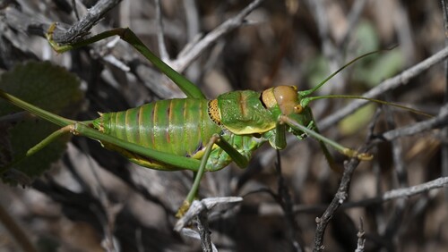 Steropleurus andalusius