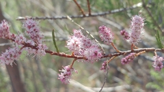 Tamarix parviflora