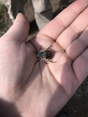 Paracotalpa granicollis