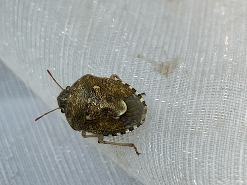 Staria lunata