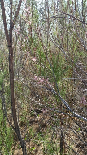Image of Tamarix parviflora by (c) Casey H. Richart, some rights reserved (CC BY)