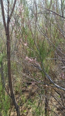 Tamarix parviflora