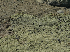 Raoulia hookeri hookeri