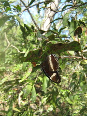Hypolimnas bolina nerina
