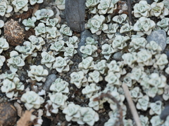 Raoulia hookeri hookeri