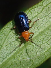 Paragetocera involuta