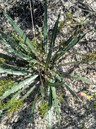 Oenothera stricta