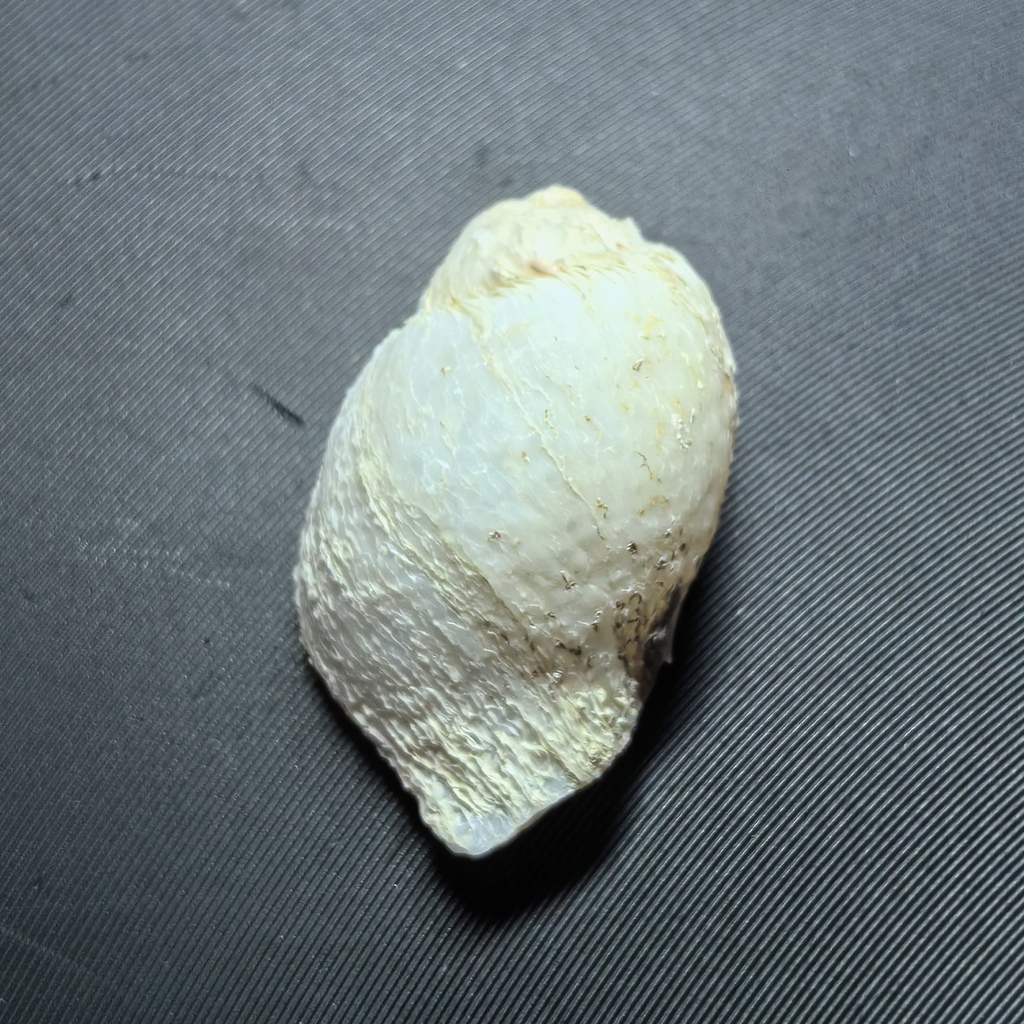 Leptoconchus