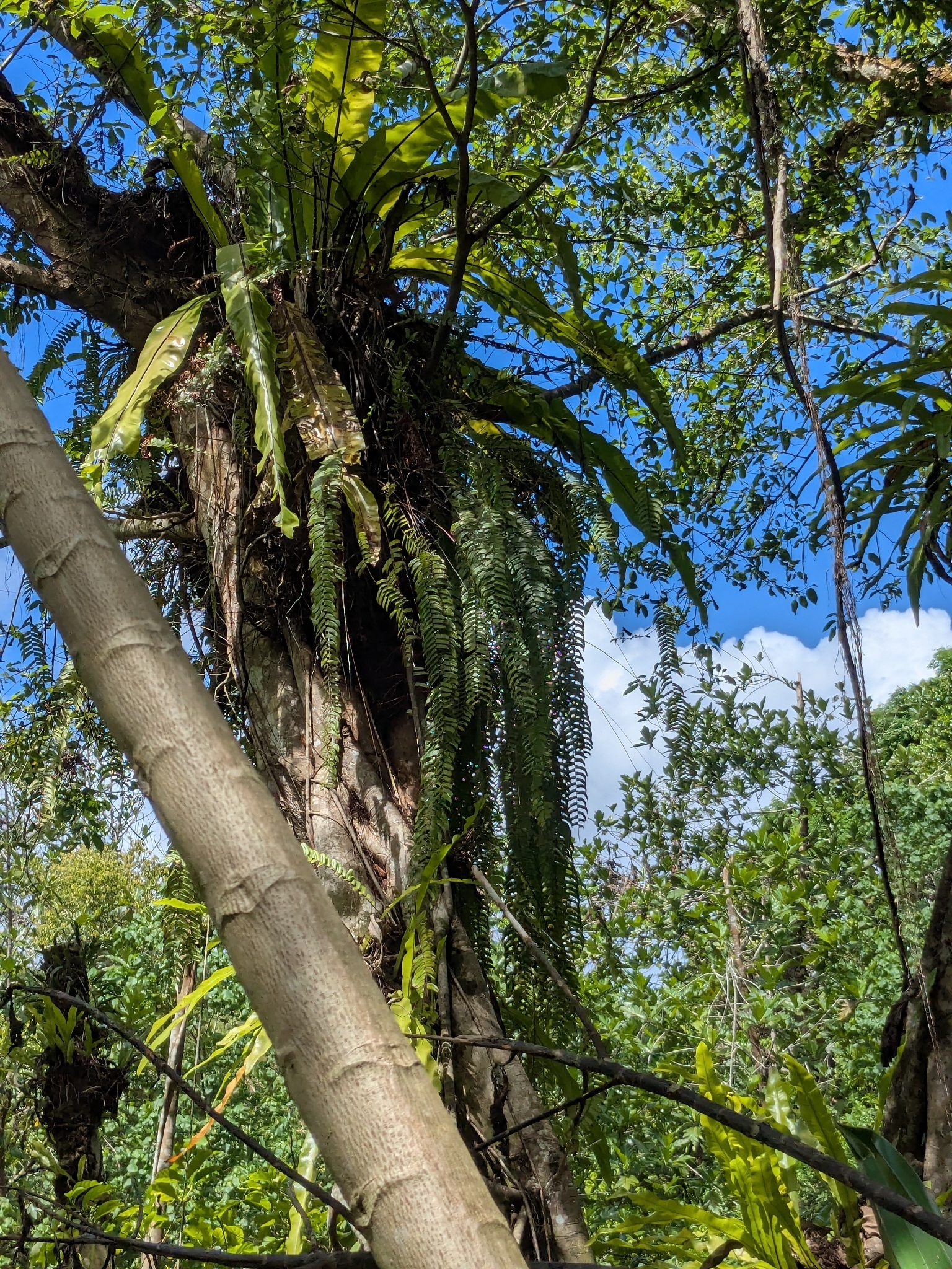 Nephrolepis acutifolia (Desv.) Christ 2