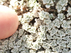 Raoulia hookeri hookeri