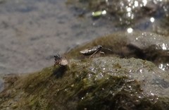 Saldidae