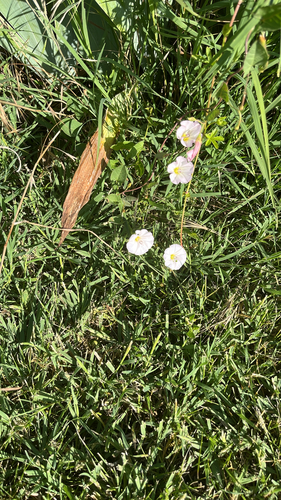 field bindweed