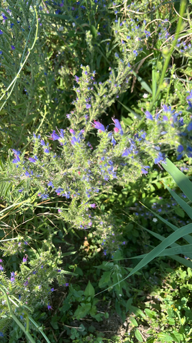 viper's-bugloss