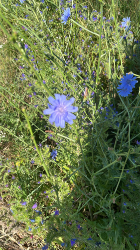 chicory