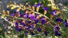 Psorothamnus arborescens