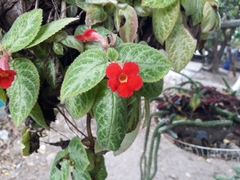 Episcia