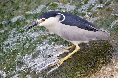 Black-crowned Night Heron