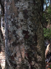 Prumnopitys ferruginea