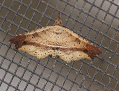 Philogethes metableta