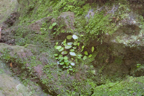 Green penny fern