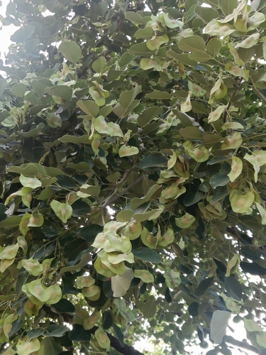 Pterocarpus marsupium observed 2026-06-25