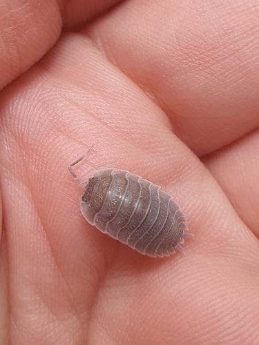 Porcellio incanus