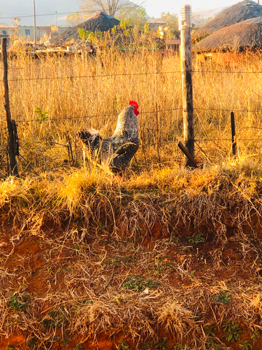 Domestic Chicken