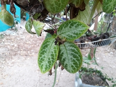 Episcia