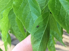 Pachypsylla celtidisgemma