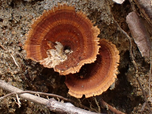 Brown Funnel Polypore