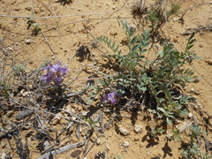 Astragalus lotiflorus