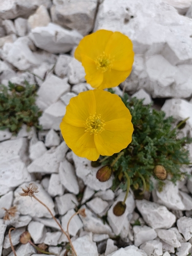 Dwarf poppy (Oreomecon alpina)
