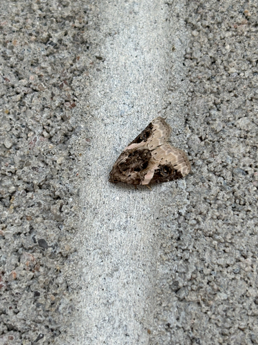 Pink-barred Pseudeustrotia Moth