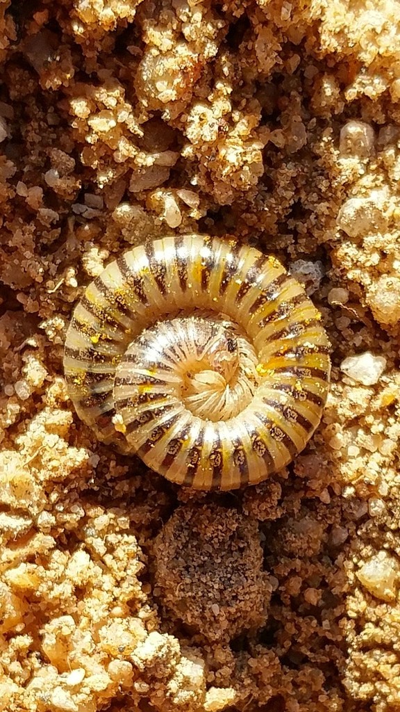 Onychelus obustus