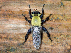 Laphria virginica