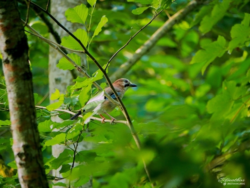 Eurasian Jay