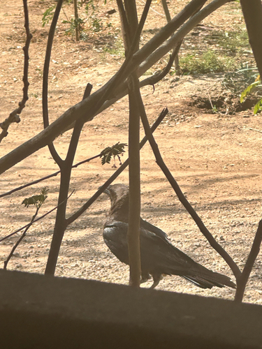Somali Crow (Corvus edithae), photo 3