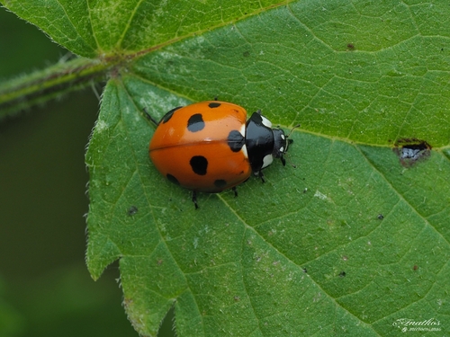 Seven-spotted Lady Beetle