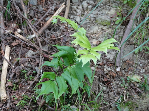 Cyrtomium caryotideum observed 2026-06-22