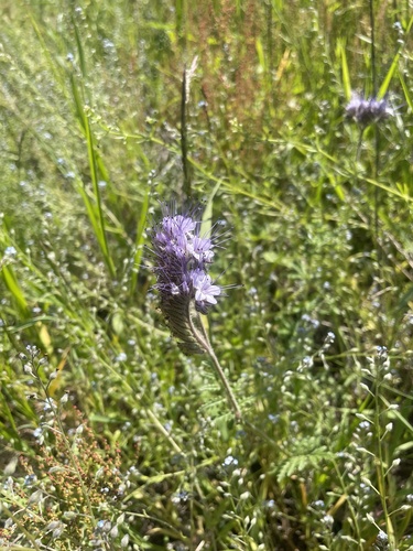 Lacy phacelia