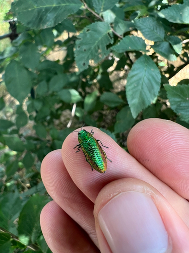 Lamprodila mirifica