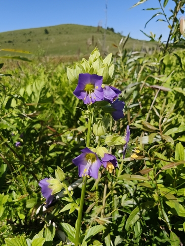 Polemonium vanbruntiae, photograph 2