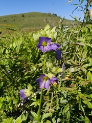 Polemonium vanbruntiae, photograph (c) Daniel Beevers, some rights reserved (CC BY)
